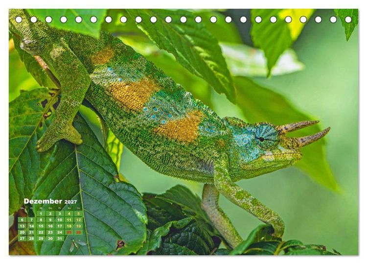 Produktbild: Cham&auml;leon: Die farbenfrohe Welt der Reptilien (Tischkalender 2027 DIN A5 quer), CALVENDO Monatskalender