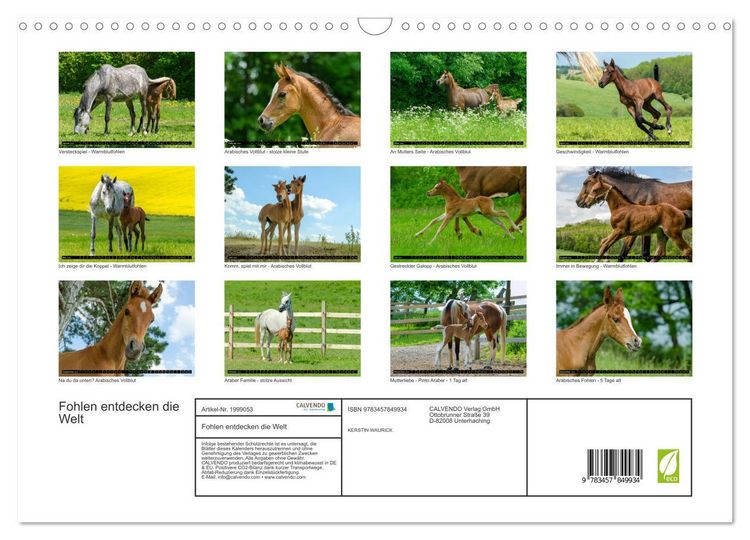 Produktbild: Fohlen entdecken die Welt (Wandkalender 2026 DIN A3 quer), CALVENDO Monatskalender