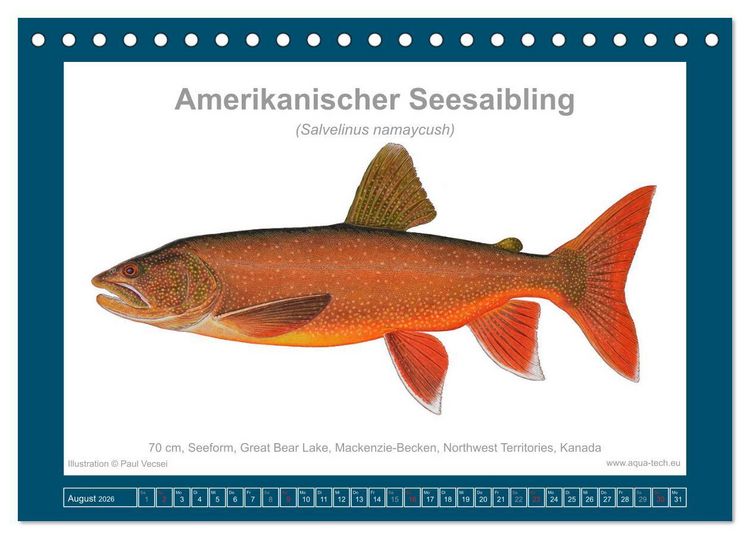 Produktbild: Fisch als Kunst 2026: Amerikanische Saiblinge (Tischkalender 2026 DIN A5 quer), CALVENDO Monatskalender