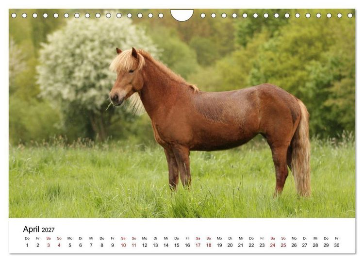 Produktbild: Islandpferde - Hufschlag aus Feuer und Eis (Wandkalender 2027 DIN A4 quer), CALVENDO Monatskalender