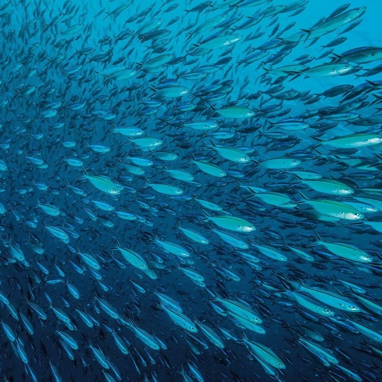 Produktbild: Meerestiere / Sea Creatures 2027