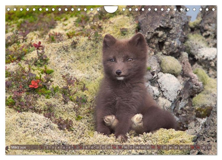 Produktbild: Polarfuchs-Welpen (Wandkalender 2026 DIN A4 quer), CALVENDO Monatskalender