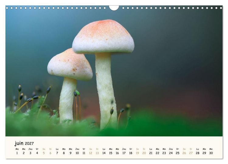 Produktbild: Champignons magiques (Calendrier mural 2027 DIN A3 vertical), CALVENDO calendrier mensuel