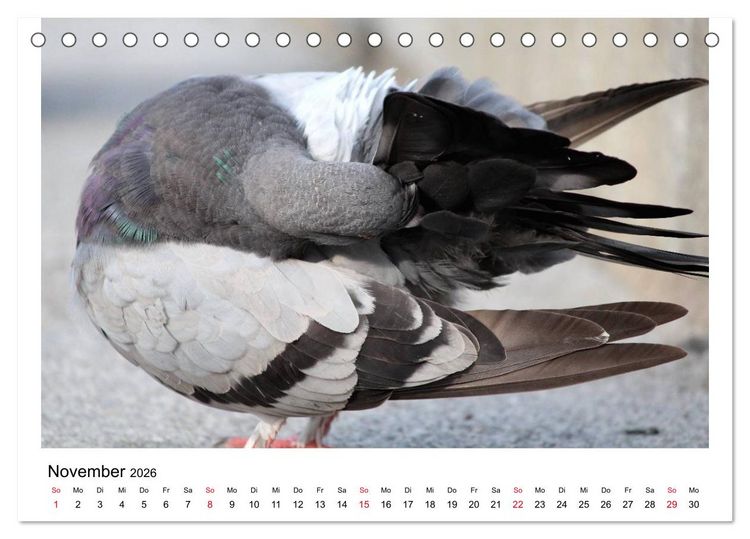 Produktbild: Geliebte Tauben (Tischkalender 2026 DIN A5 quer), CALVENDO Monatskalender