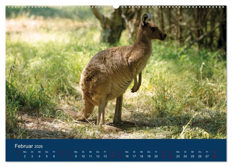 Produktbild: Freilebende K&auml;ngurus (hochwertiger Premium Wandkalender 2026 DIN A2 quer), Kunstdruck in Hochglanz