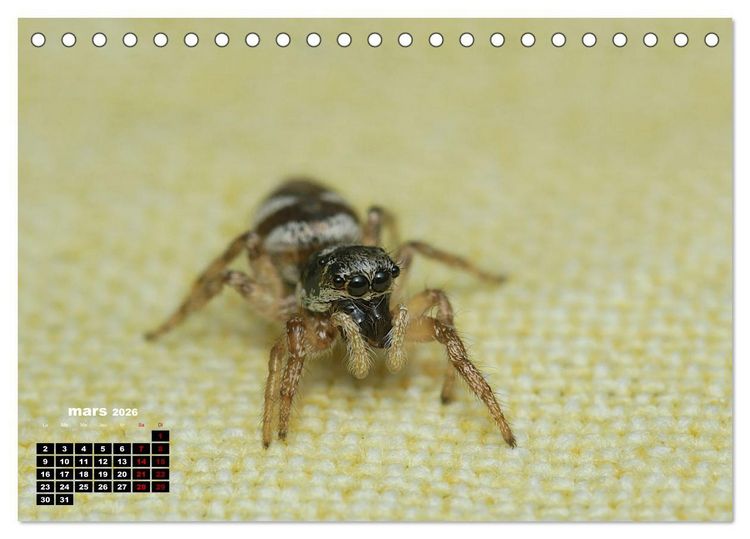 Produktbild: Araign&eacute;es et insectes (Calendrier de bureau 2026 DIN A5 vertical), CALVENDO calendrier mensuel