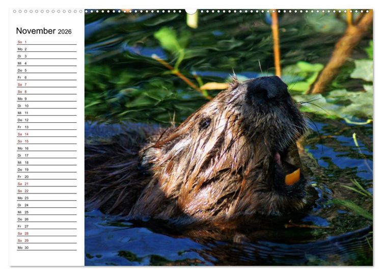 Produktbild: Das Familienleben der Biber (hochwertiger Premium Wandkalender 2026 DIN A2 quer), Kunstdruck in Hochglanz