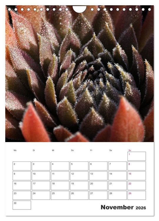 Produktbild: Ich liebe Sempervivum (Wandkalender 2026 DIN A4 hoch), CALVENDO Monatskalender