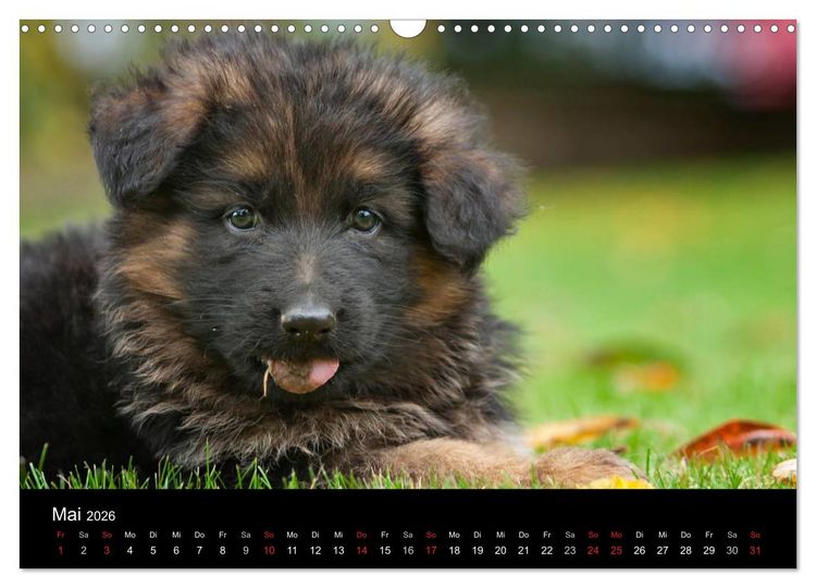 Produktbild: Deutscher Sch&auml;ferhund - Welpen (Wandkalender 2026 DIN A3 quer), CALVENDO Monatskalender
