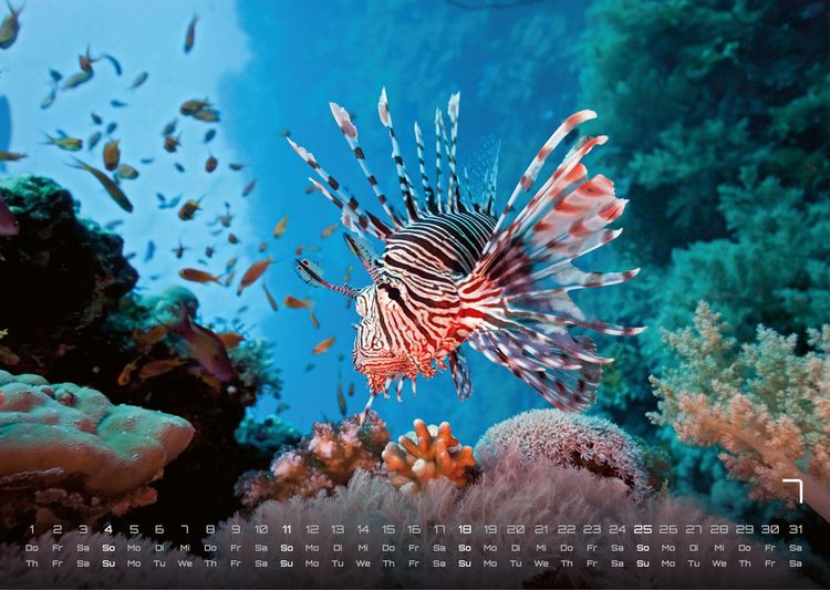 Produktbild: Sealife - verborgene Tiefen - 2027 - Kalender DIN A3