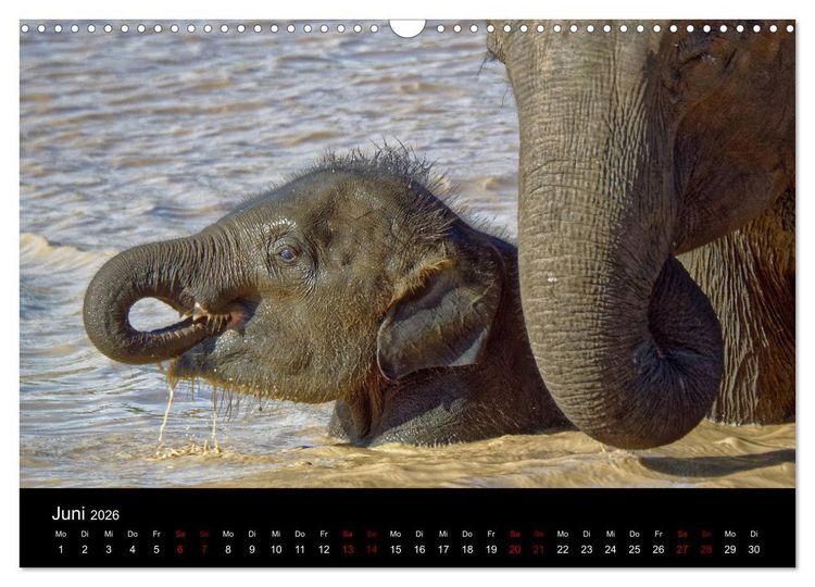 Produktbild: Sri Lanka - Tierische Momente (Wandkalender 2026 DIN A3 quer), CALVENDO Monatskalender