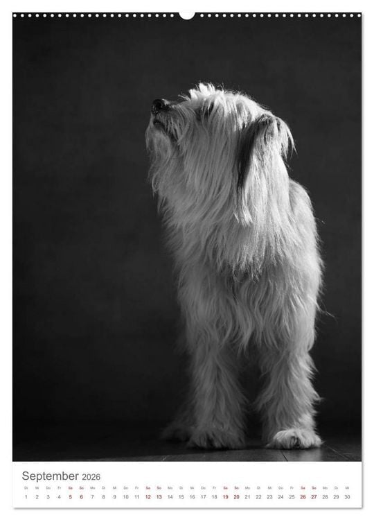 Produktbild: Fine Art Hundeportraits (Wandkalender 2026 DIN A2 hoch), CALVENDO Monatskalender