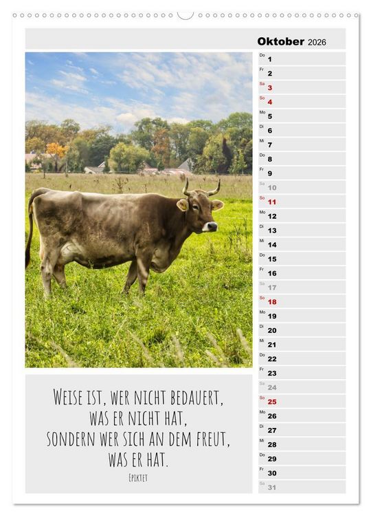 Produktbild: Coole Rindviecher (hochwertiger Premium Wandkalender 2026 DIN A2 hoch), Kunstdruck in Hochglanz
