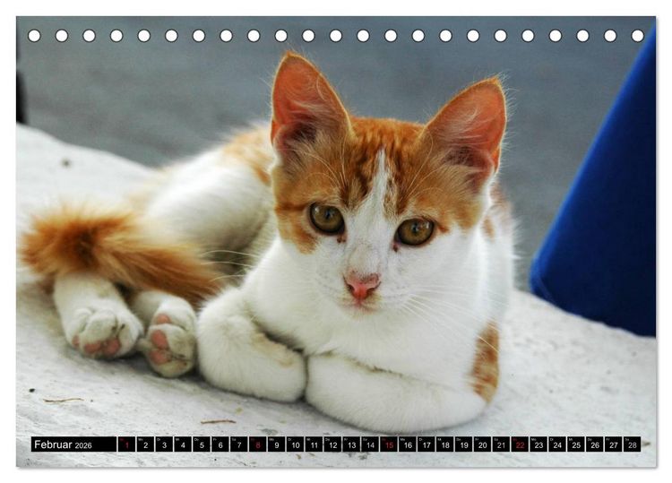 Produktbild: Griechische Katzen (Tischkalender 2026 DIN A5 quer), CALVENDO Monatskalender