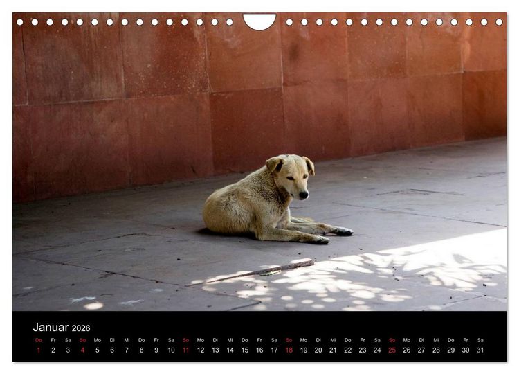 Produktbild: Stra&szlig;enhunde (Wandkalender 2026 DIN A4 quer), CALVENDO Monatskalender