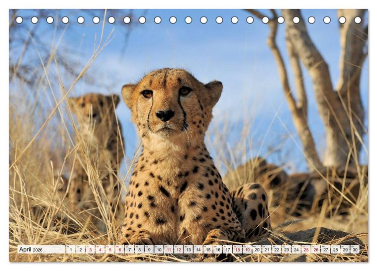 Produktbild: Faszinaton Afrika: Geparde (Tischkalender 2026 DIN A5 quer), CALVENDO Monatskalender
