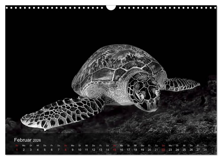 Produktbild: Schildkr&ouml;ten des Ozeans (Wandkalender 2026 DIN A3 quer), CALVENDO Monatskalender