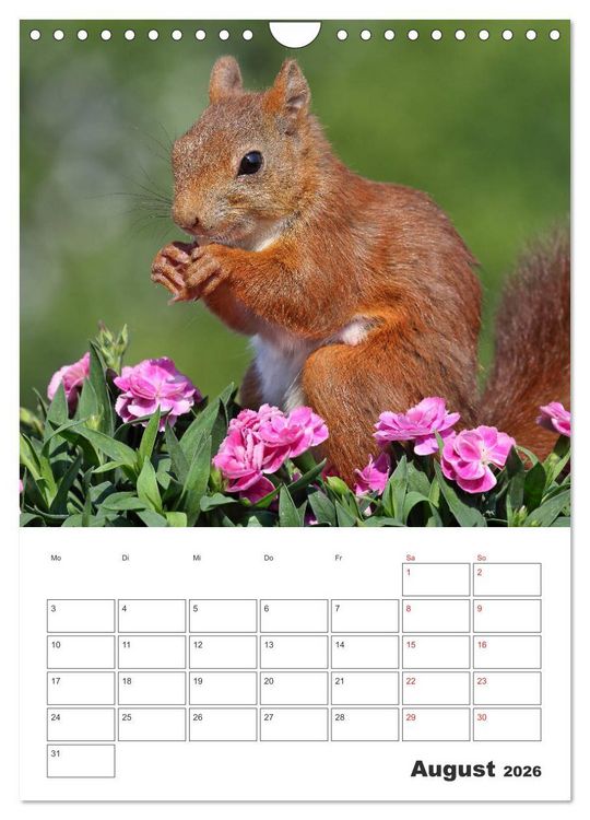 Produktbild: Eichh&ouml;rnchen Luna (Wandkalender 2026 DIN A4 hoch), CALVENDO Monatskalender