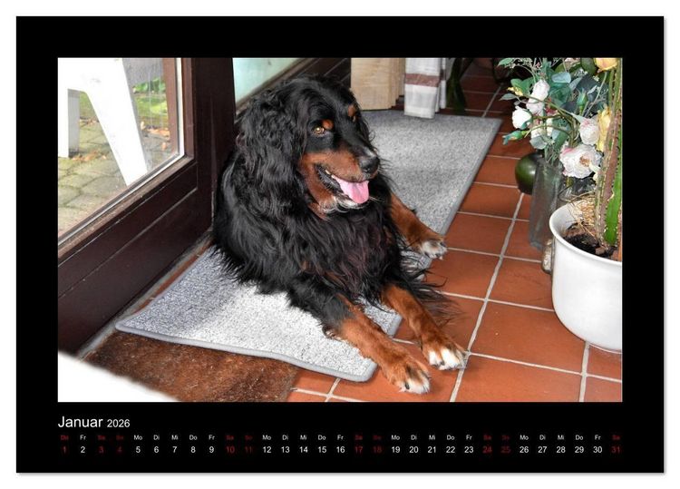 Produktbild: Der Hovawart... Dein Freund f&uuml;rs Leben ! (Tischkalender 2026 DIN A5 quer), CALVENDO Monatskalender