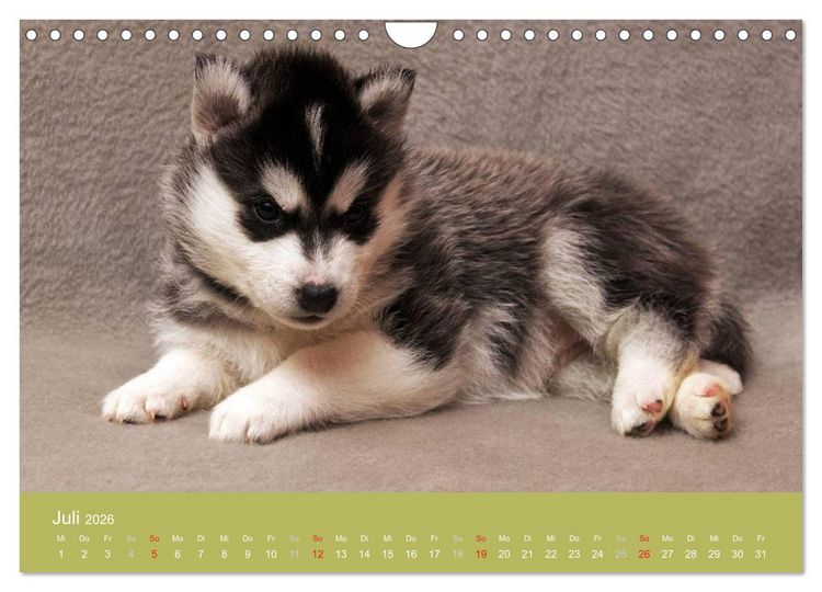 Produktbild: Husky Welpen (Wandkalender 2026 DIN A4 quer), CALVENDO Monatskalender