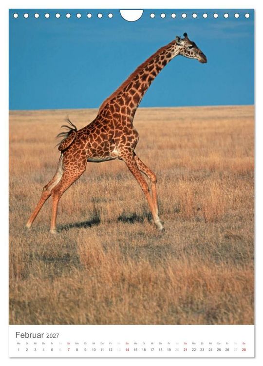 Produktbild: Magie des Augenblicks - Giraffen - Riesen der Savanne (Wandkalender 2027 DIN A4 hoch), CALVENDO Monatskalender