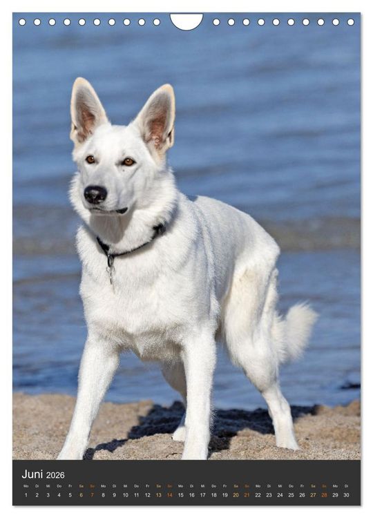 Produktbild: Berger Blanc Suisse - Freunde auf 4 Pfoten (Wandkalender 2026 DIN A4 hoch), CALVENDO Monatskalender