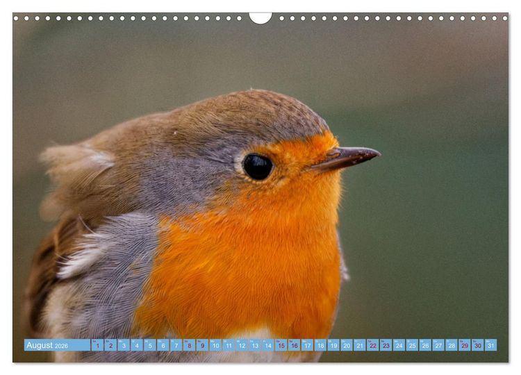 Produktbild: Rotkehlchen - Fotografiert von Ostfriesenfotografie (Wandkalender 2026 DIN A3 quer), CALVENDO Monatskalender