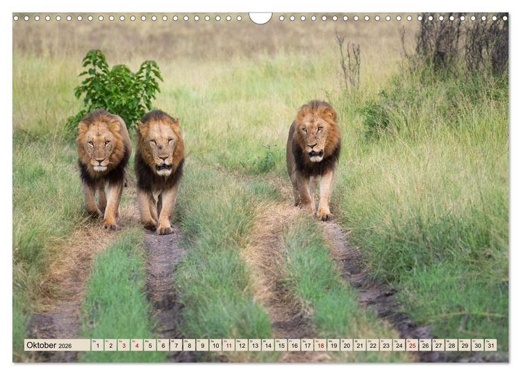 Produktbild: Wildes Okavangodelta (Wandkalender 2026 DIN A3 quer), CALVENDO Monatskalender