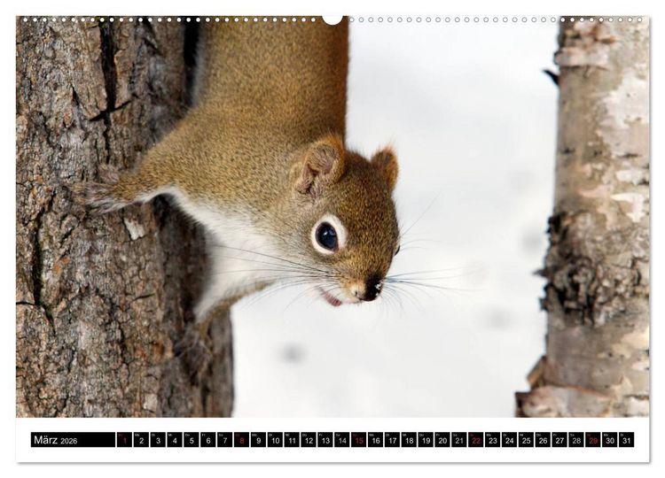 Produktbild: EICHH&Ouml;RNCHEN (hochwertiger Premium Wandkalender 2026 DIN A2 quer), Kunstdruck in Hochglanz
