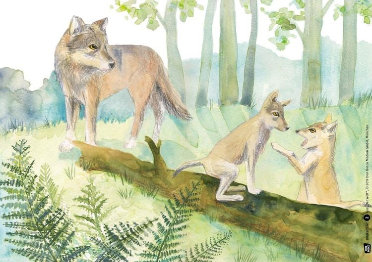 Produktbild: Der Wolf. Kamishibai Bildkartenset.