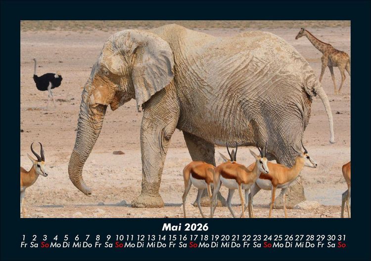 Produktbild: Der Elefantenkalender 2026 Fotokalender DIN A5
