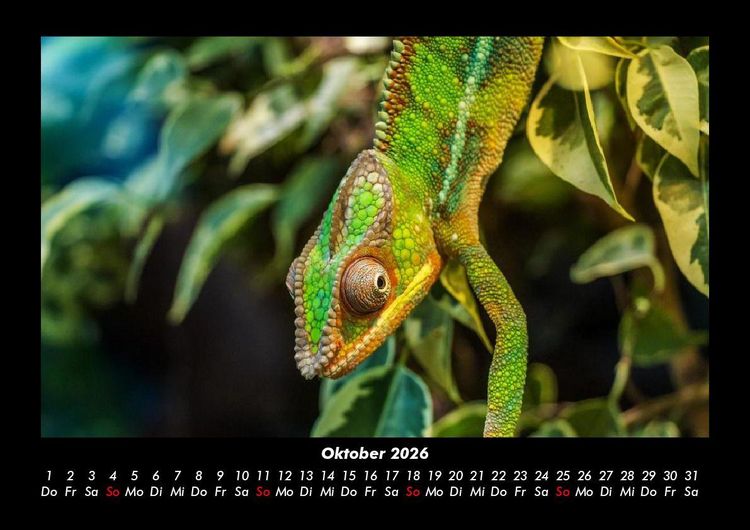 Produktbild: Welt der Tiere 2026 Fotokalender DIN A3