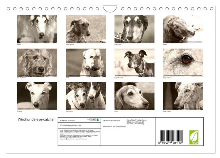 Produktbild: Windhunde eye-catcher (Wandkalender 2026 DIN A4 quer), CALVENDO Monatskalender
