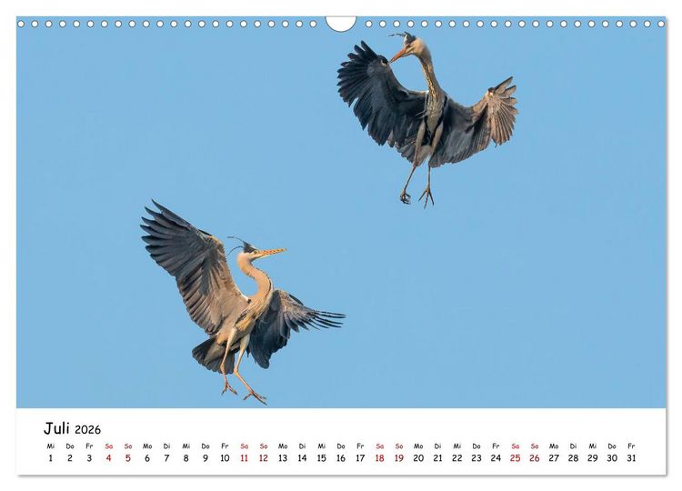 Produktbild: Die Graureiher vom Ahnepark (Wandkalender 2026 DIN A3 quer), CALVENDO Monatskalender
