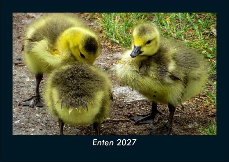 Produktbild: Enten 2027 Fotokalender DIN A5