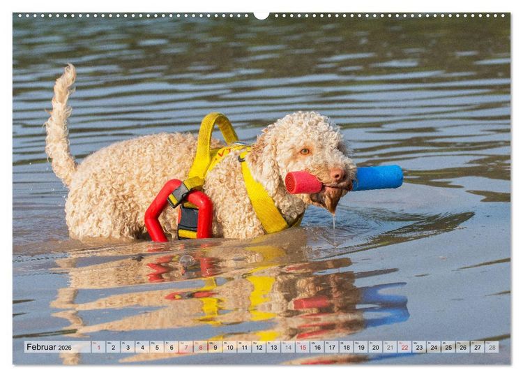 Produktbild: Lagotto Romagnolo - Ein Hund zum Verlieben (hochwertiger Premium Wandkalender 2026 DIN A2 quer), Kunstdruck in Hochglanz