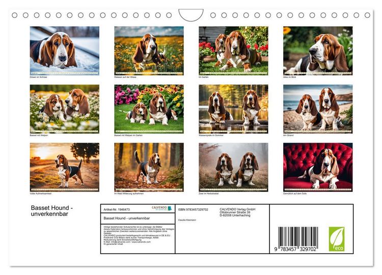 Produktbild: Basset Hound - unverkennbar (Wandkalender 2026 DIN A4 quer), CALVENDO Monatskalender