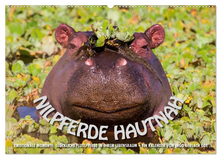 Produktbild: Emotionale Momente: Nilpferde hautnah (Wandkalender 2026 DIN A2 quer), CALVENDO Monatskalender