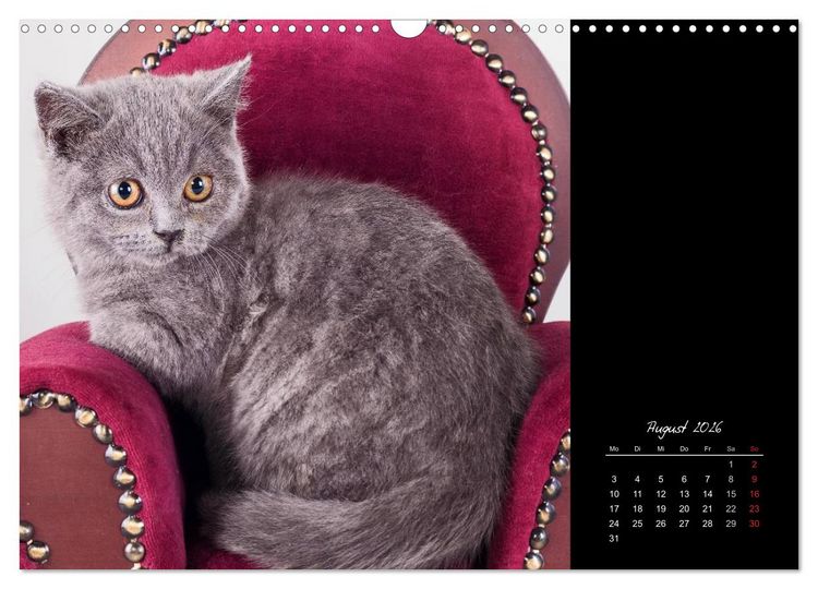 Produktbild: Britisch Kurzhaar Katzen (Wandkalender 2026 DIN A3 quer), CALVENDO Monatskalender