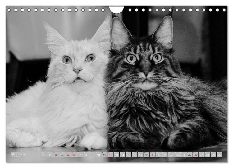 Produktbild: Katzen Pers&ouml;nlichkeiten 2026 (Wandkalender 2026 DIN A4 quer), CALVENDO Monatskalender