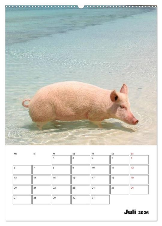 Produktbild: Schweine auf den Bahamas! (hochwertiger Premium Wandkalender 2026 DIN A2 hoch), Kunstdruck in Hochglanz