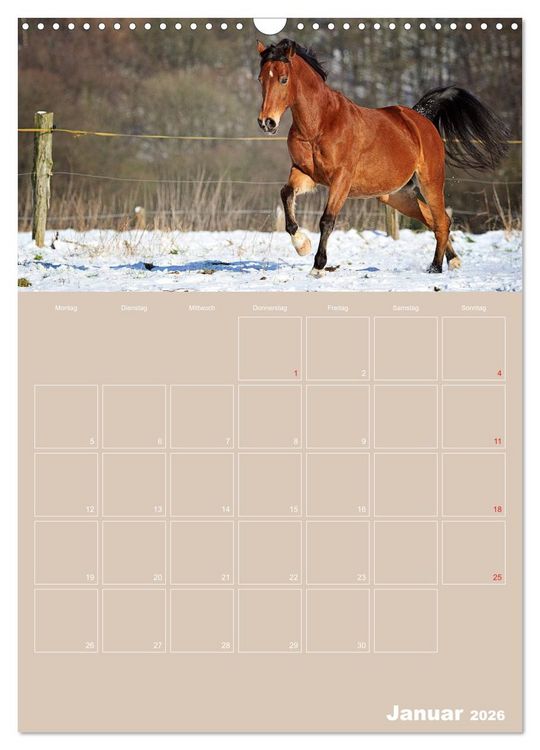 Produktbild: Pferde / Planer (Wandkalender 2026 DIN A3 hoch), CALVENDO Monatskalender
