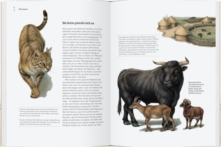Produktbild: Wie die Katze zu uns kam