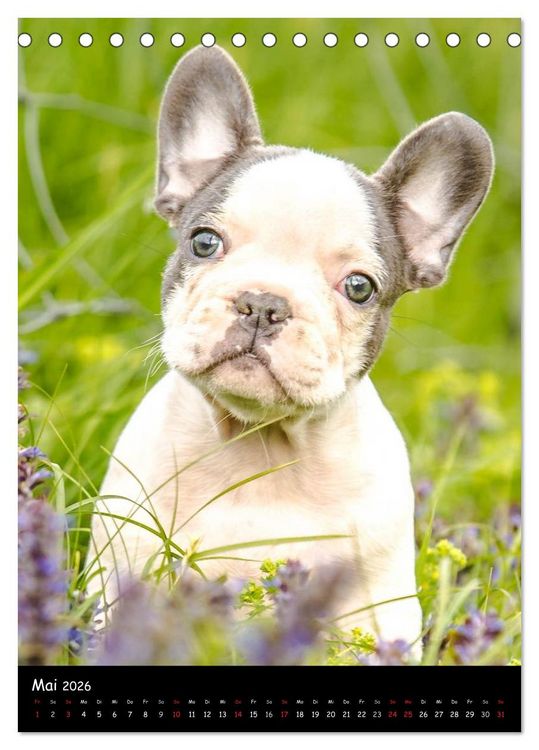 Produktbild: Franz&ouml;sische Bulldoggen - Eine Bully Liebeserk&auml;rung (Tischkalender 2026 DIN A5 hoch), CALVENDO Monatskalender