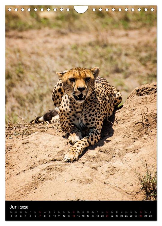 Produktbild: Wildes Afrika (Wandkalender 2026 DIN A4 hoch), CALVENDO Monatskalender