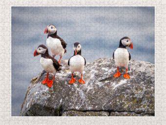 Produktbild: CALVENDO Puzzle Papageientaucher in ihrer nat&uuml;rlichen Umgebung | 2000 Teile Lege-Gr&ouml;&szlig;e 90x67cm Foto-Puzzle f&uuml;r gl&uuml;ckliche Stunden