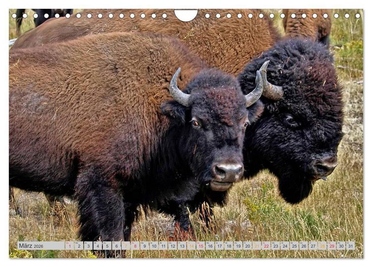 Produktbild: Bison und Wisent - Riesen mit unb&auml;ndiger Kraft (Wandkalender 2026 DIN A4 quer), CALVENDO Monatskalender