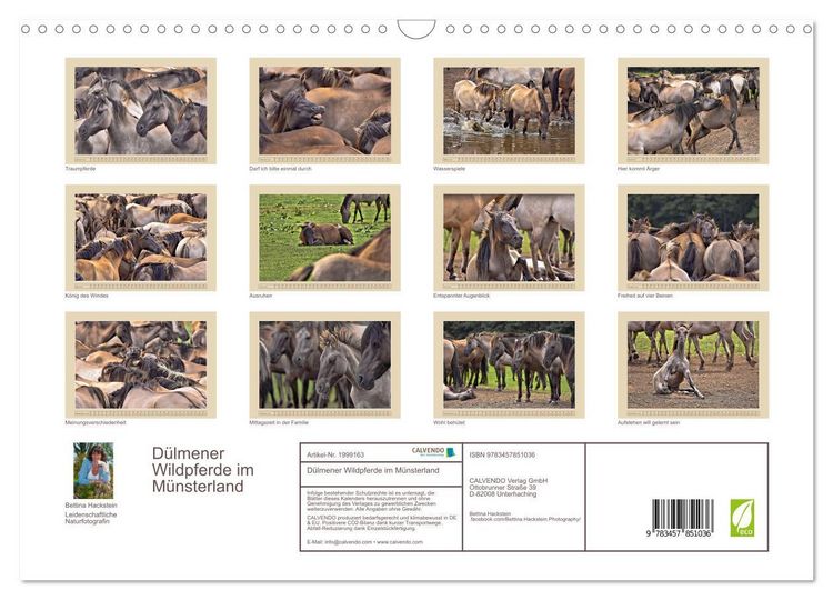 Produktbild: D&uuml;lmener Wildpferde im M&uuml;nsterland (Wandkalender 2026 DIN A3 quer), CALVENDO Monatskalender