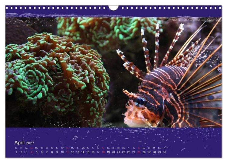 Produktbild: Korallenfische im Lichtschimmer des Meeres (Wandkalender 2027 DIN A3 quer), CALVENDO Monatskalender