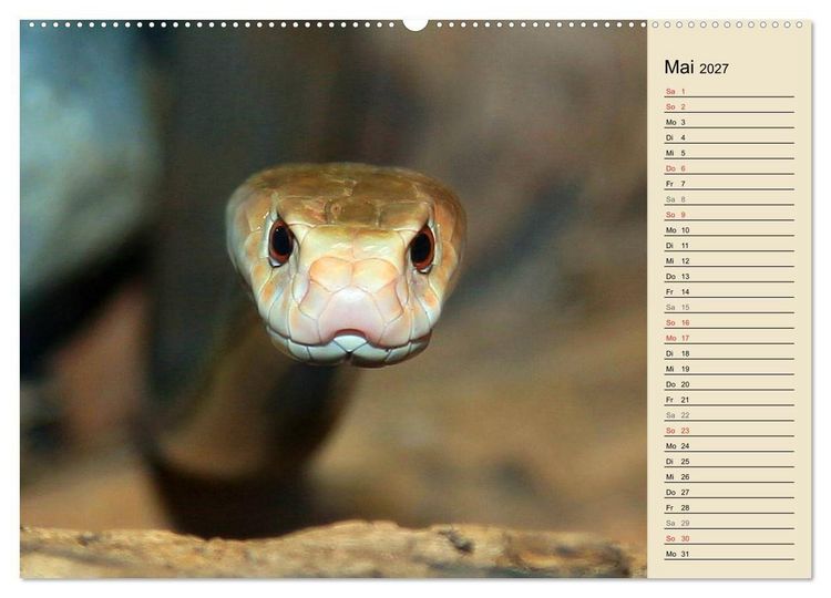 Produktbild: Gef&auml;hrliche Schlangen (hochwertiger Premium Wandkalender 2027 DIN A2 quer), Kunstdruck in Hochglanz